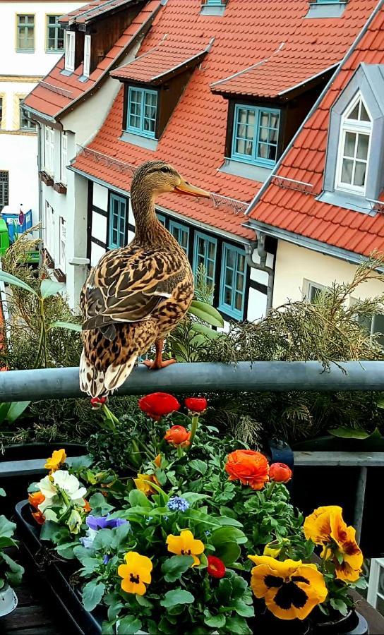 Altstadtapartment An Der Kraemerbruecke Nr.2 Erfurt Zewnętrze zdjęcie